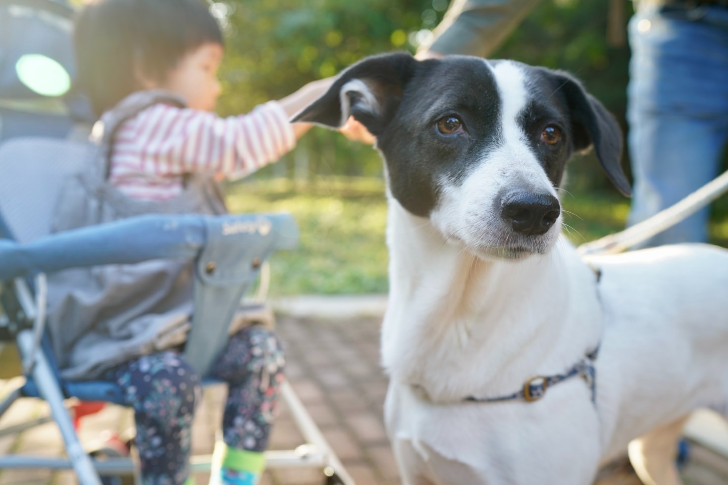 Overcoming Emotional Challenges with Pudgy & Co.